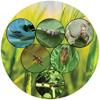 Glyphosate 41 Sl - Image 2