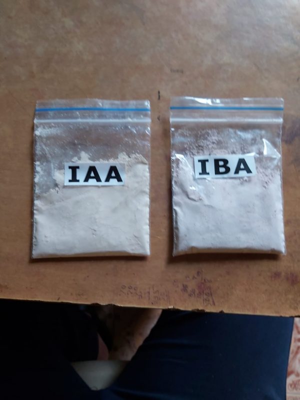 IAA (Indole-3 Acetic Acid) - Image 5